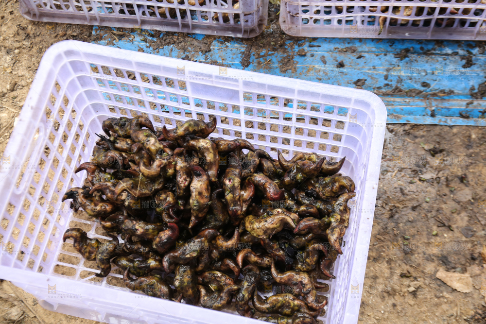 新鲜洪湖菱角采摘