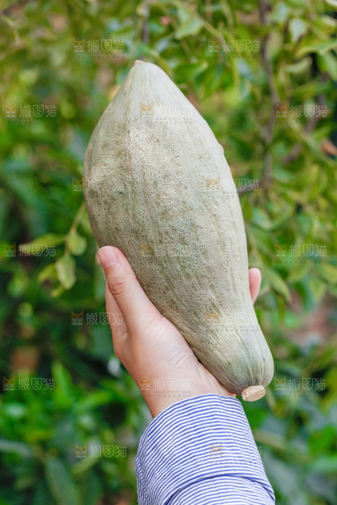 手里拿着贵族南瓜