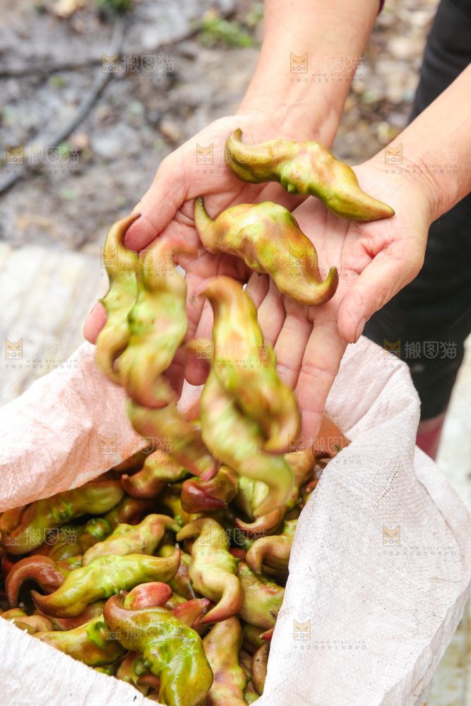 新鲜洪湖菱角采摘