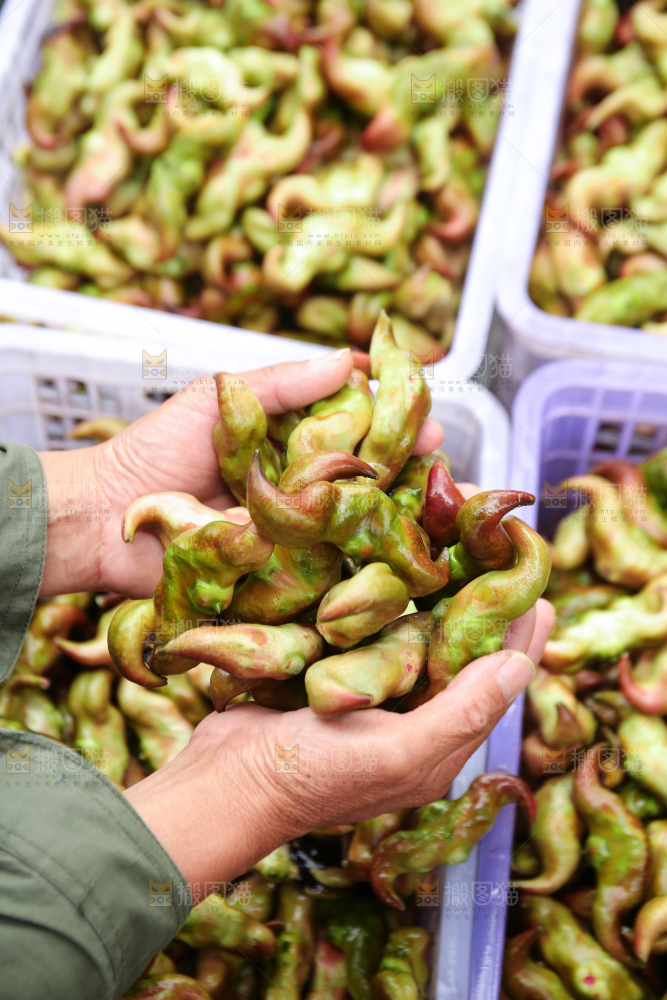 新鲜洪湖菱角采摘