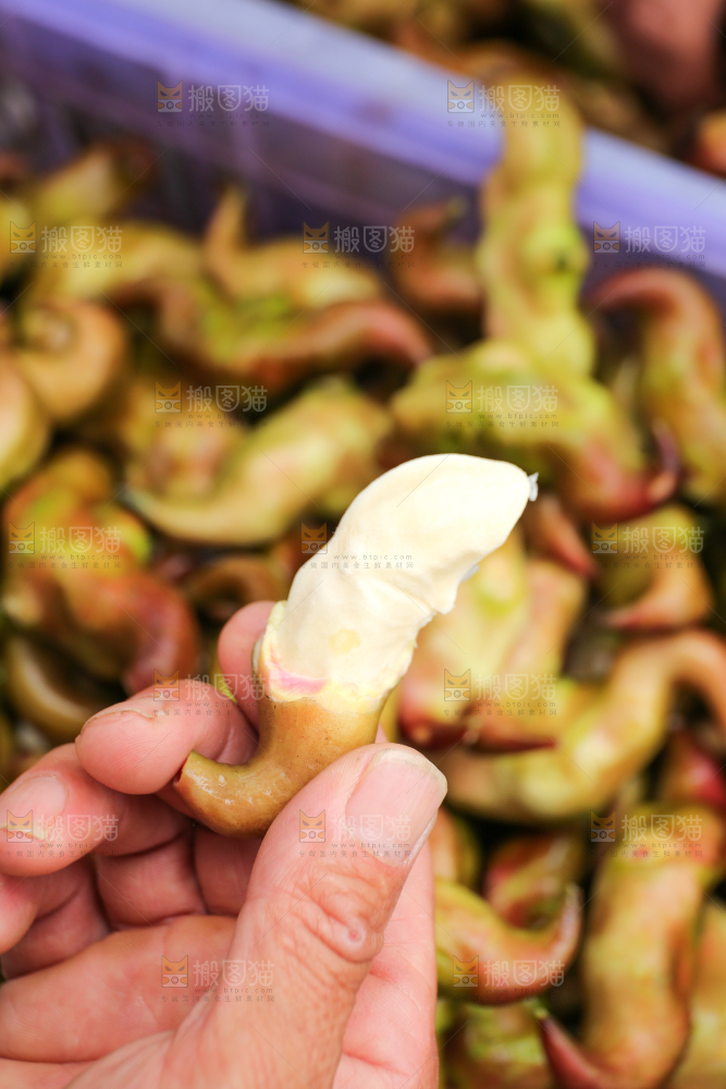 新鲜洪湖菱角采摘