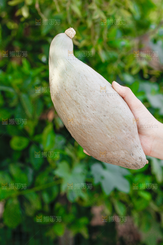 手里拿着贵族南瓜