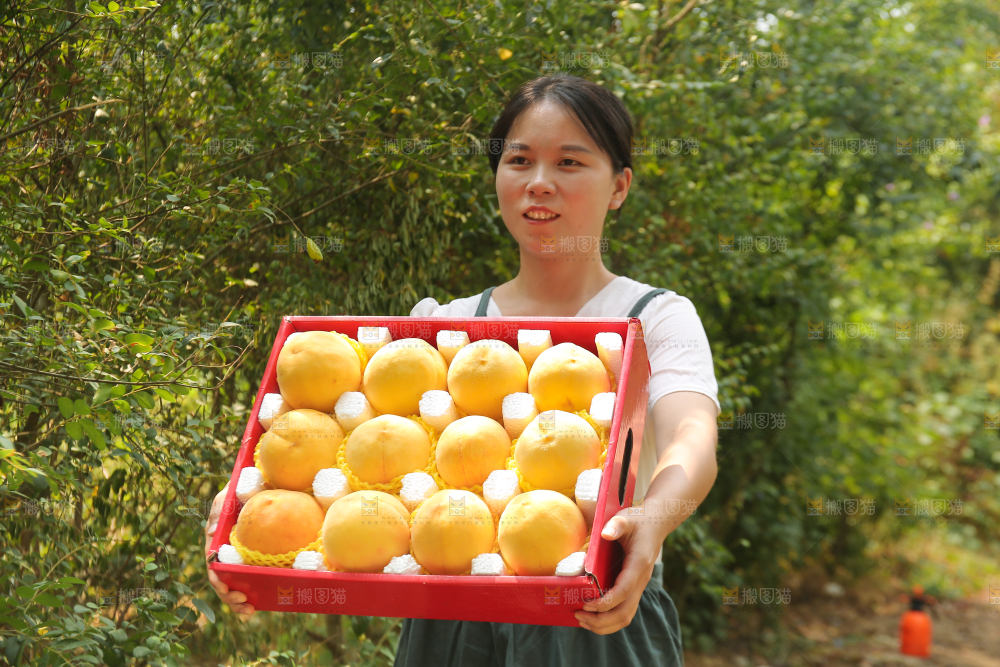 手里拿着炎陵黄桃