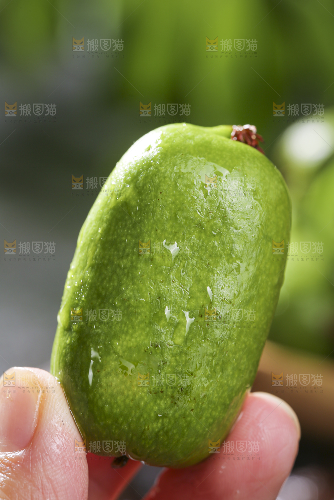 深底上的软枣猕猴桃