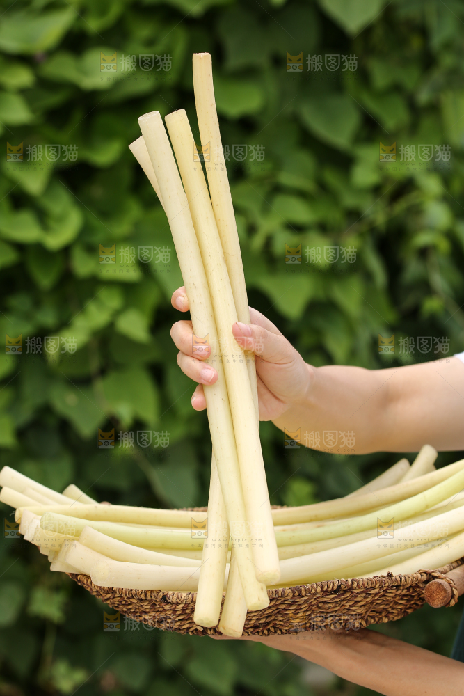 手里拿着藕带