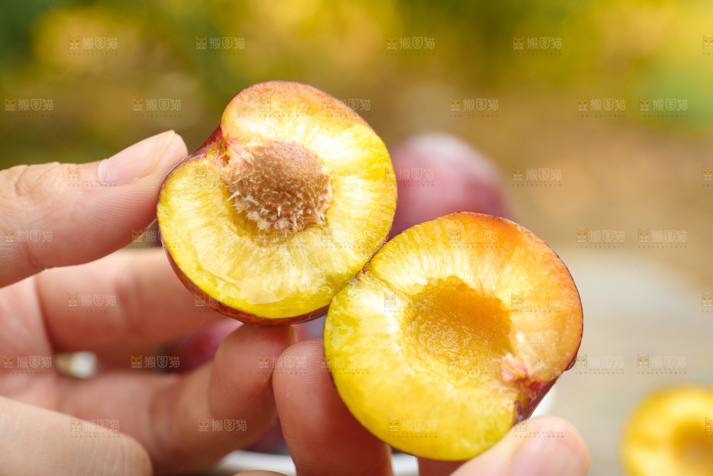 木底上放着红脱骨李