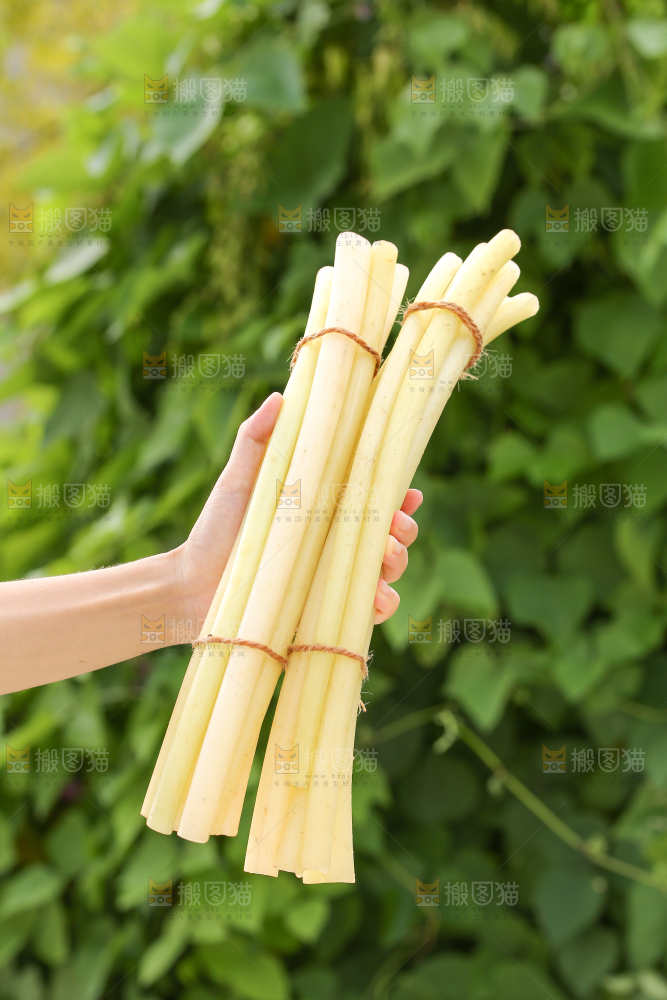 手里拿着藕带