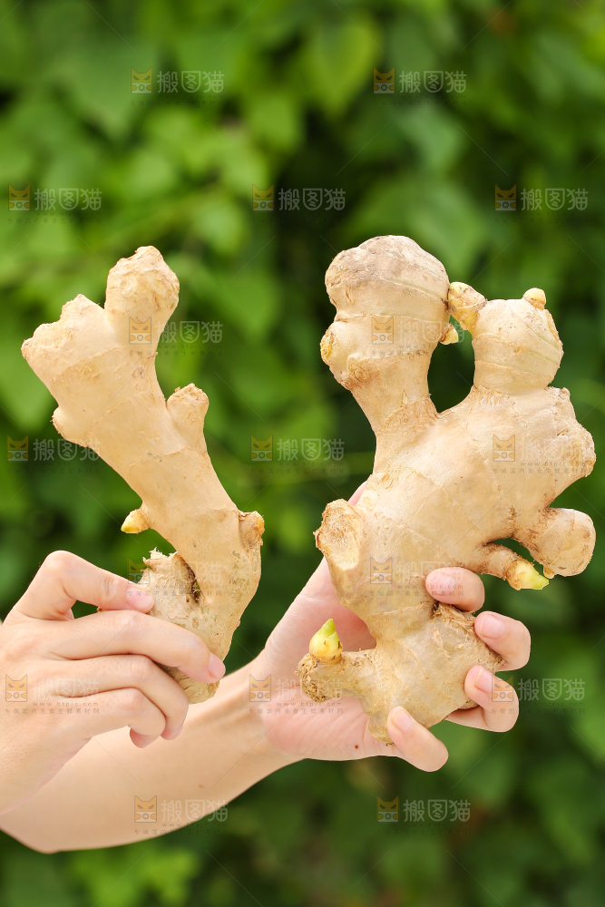 手里拿着生姜