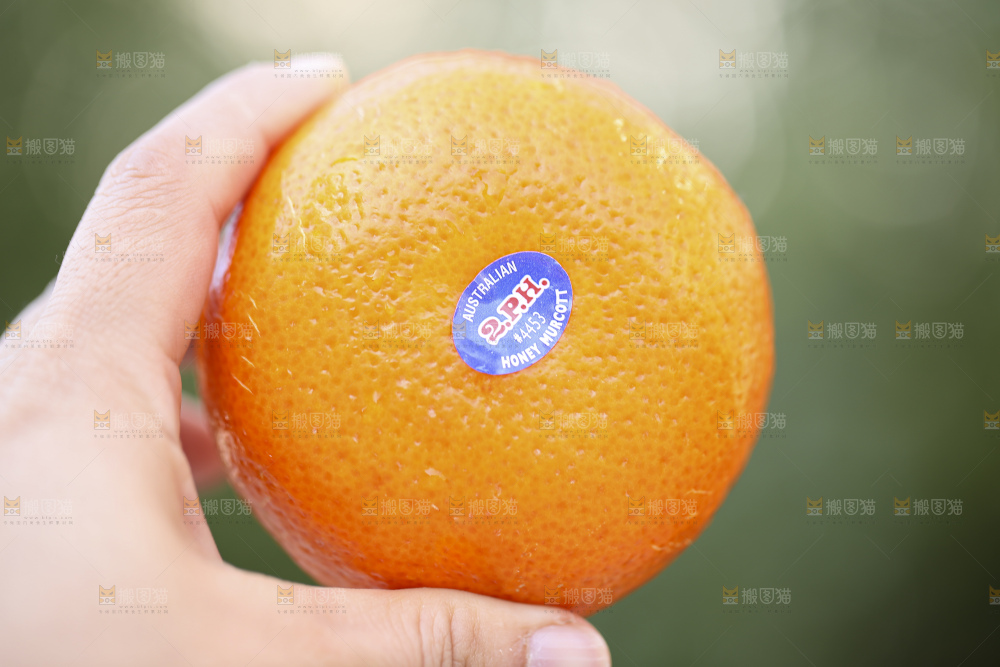 手里拿着进口澳柑