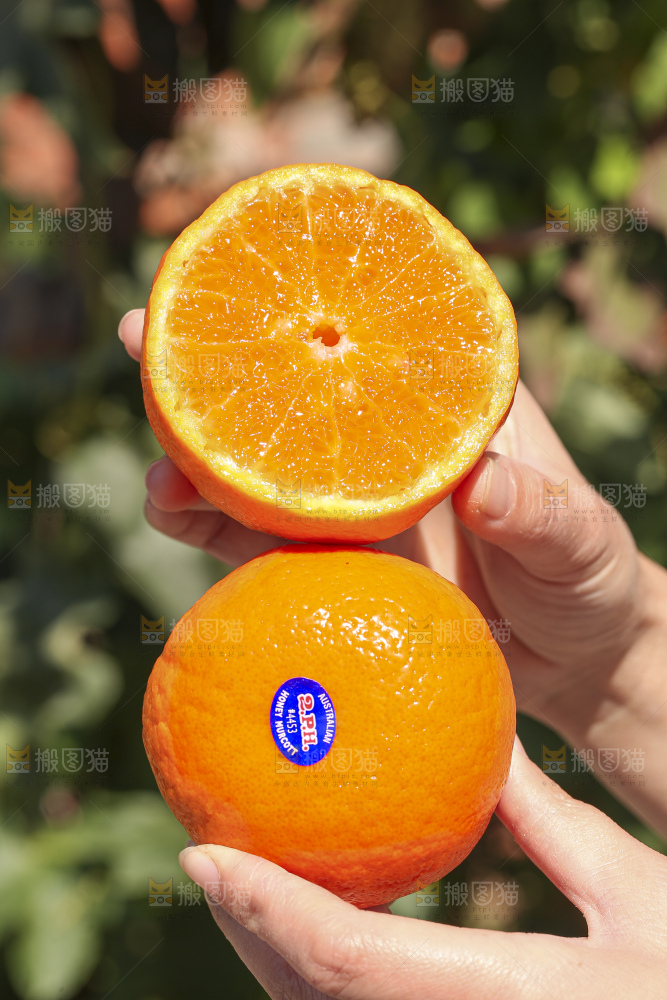 手里拿着进口澳柑
