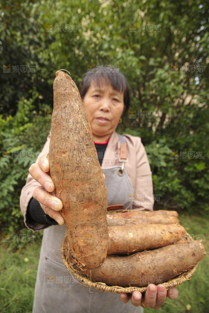 手里拿着灵芝山药