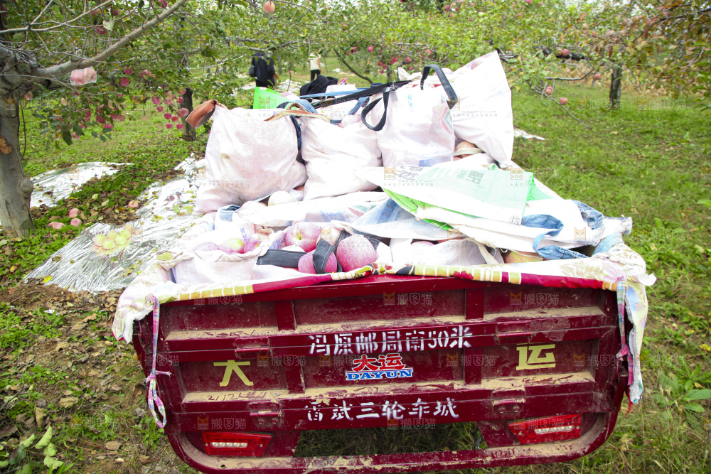 红富士苹果产地