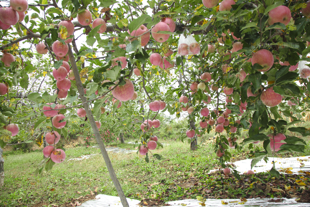 苹果树