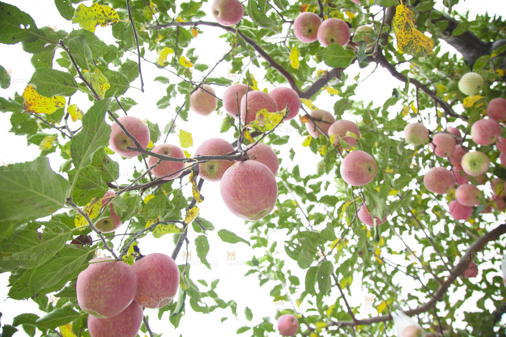 苹果树