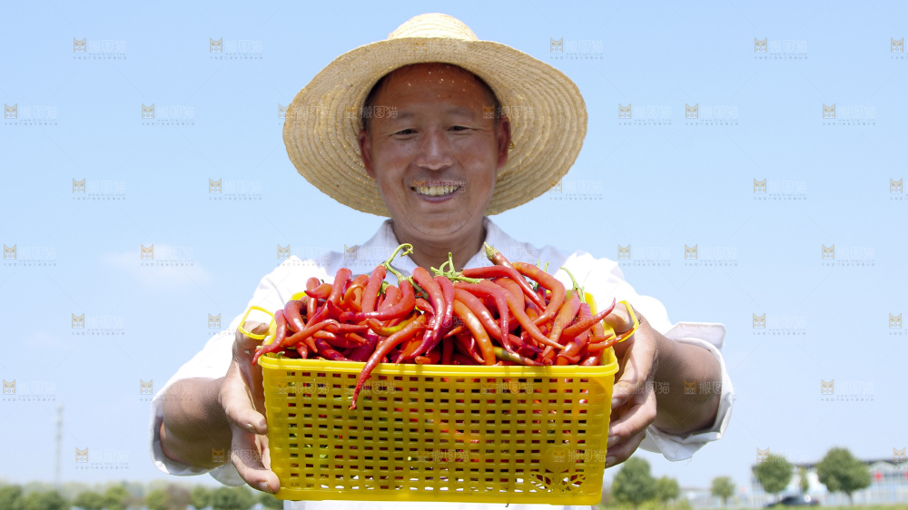 辣椒产地