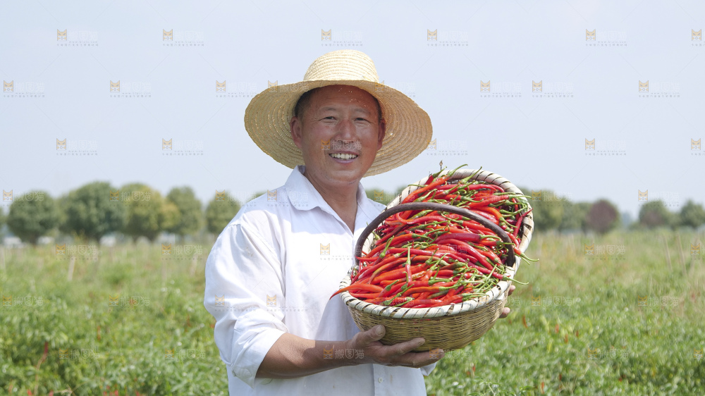 辣椒产地