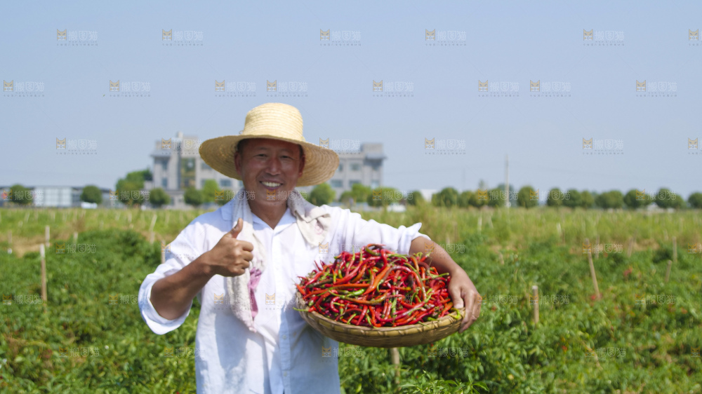 辣椒产地