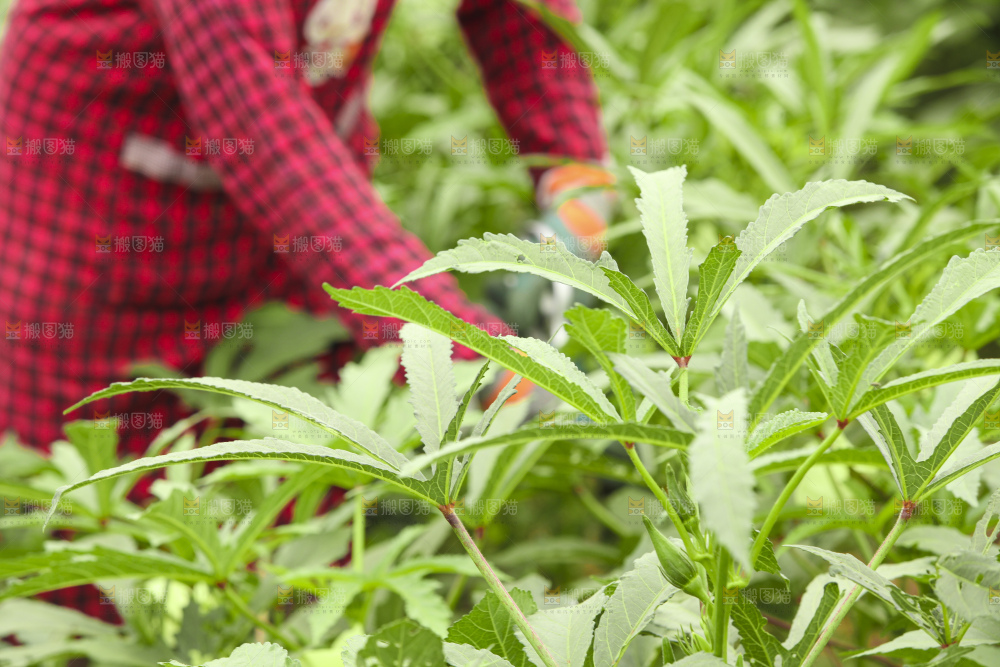 秋葵产地