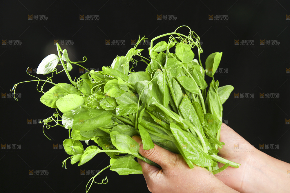 深底上的豌豆苗
