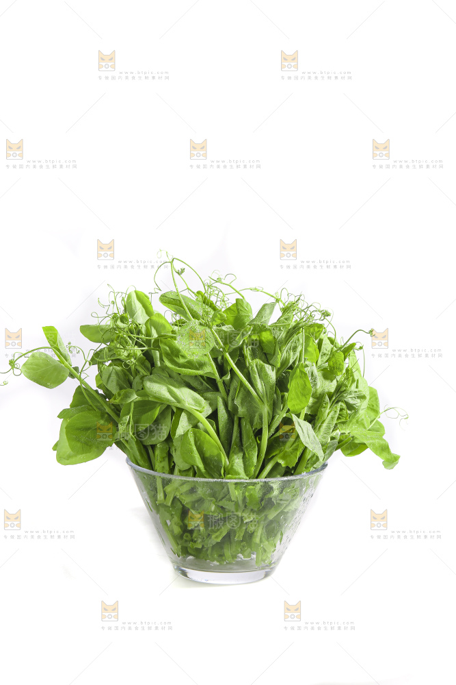 白底上的豌豆苗