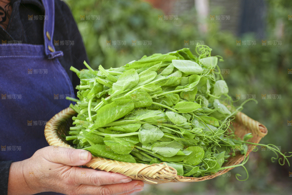 手里拿着豌豆尖