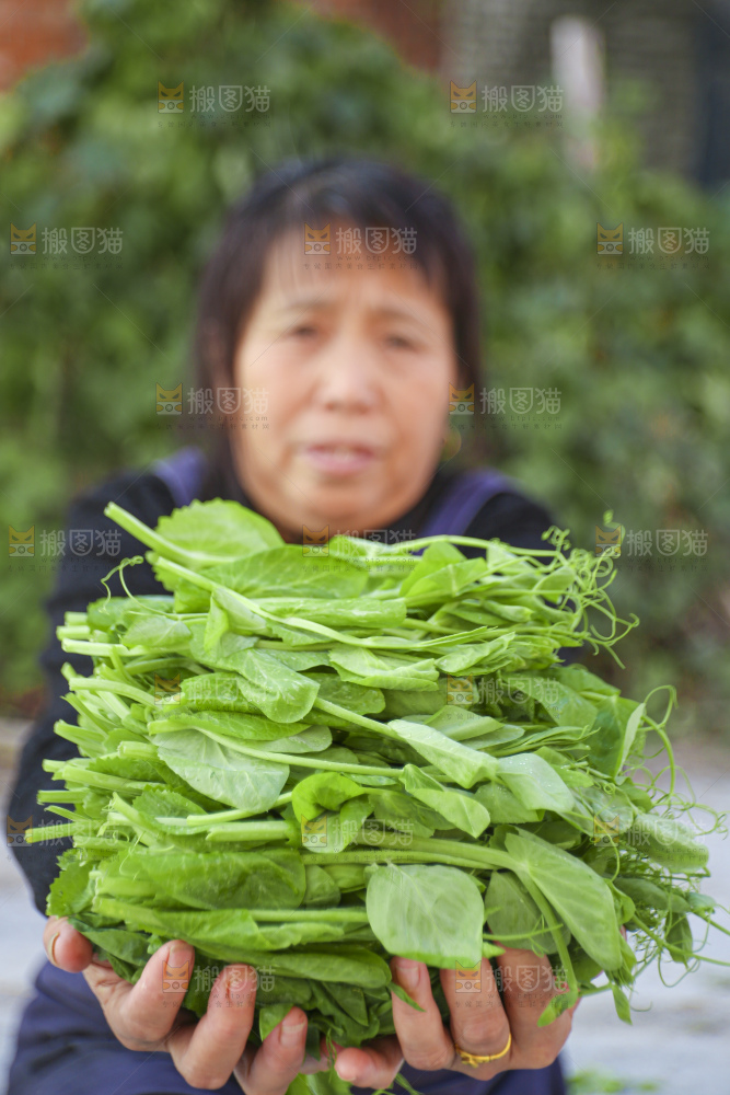 手里拿着豌豆尖