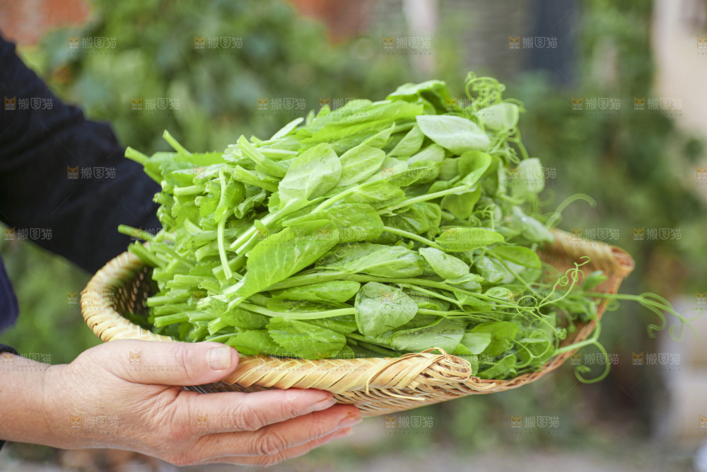 手里拿着豌豆尖