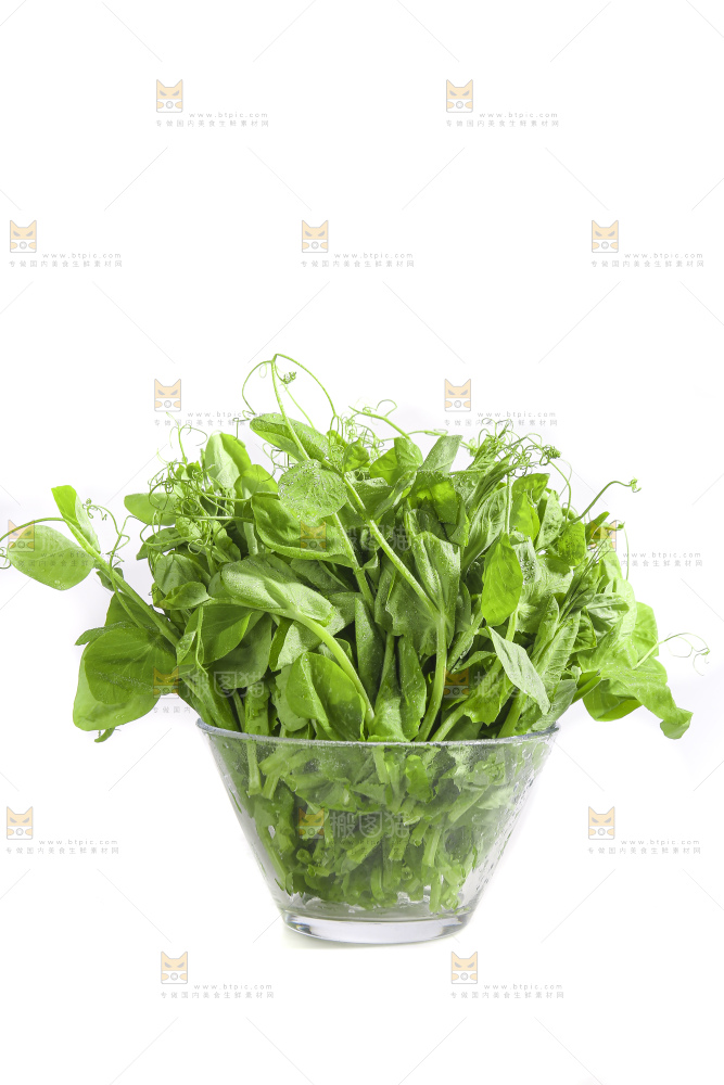 白底上的豌豆苗