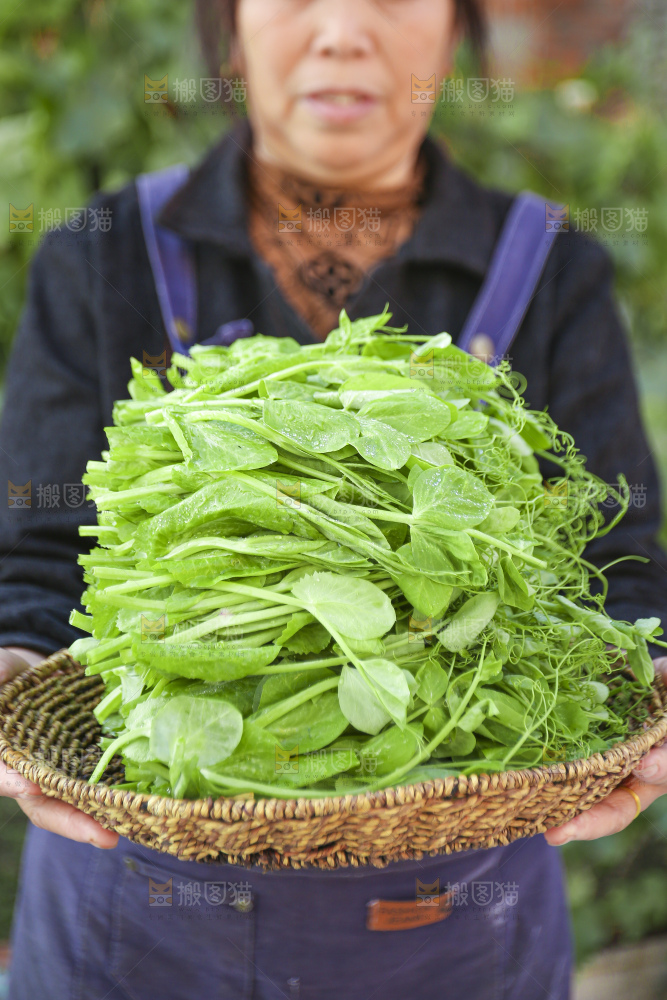 手里拿着豌豆尖