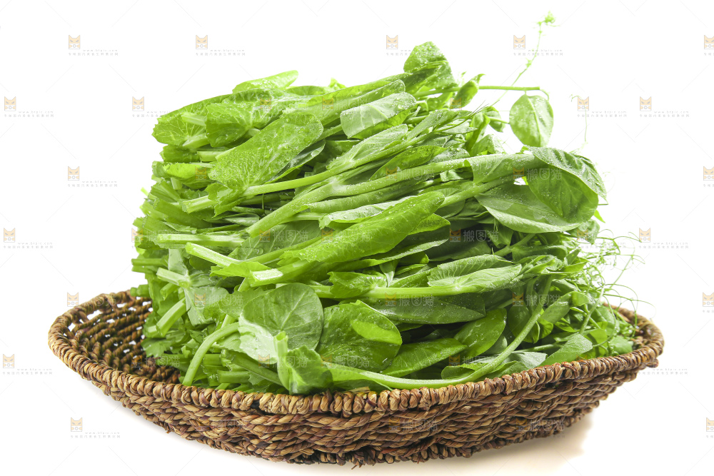 白底上的豌豆苗
