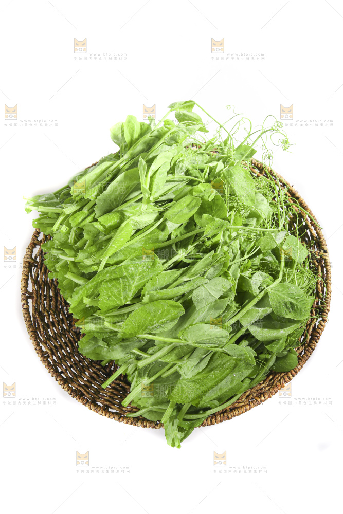 白底上的豌豆苗