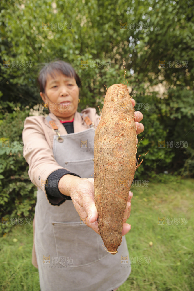 手里拿着灵芝山药
