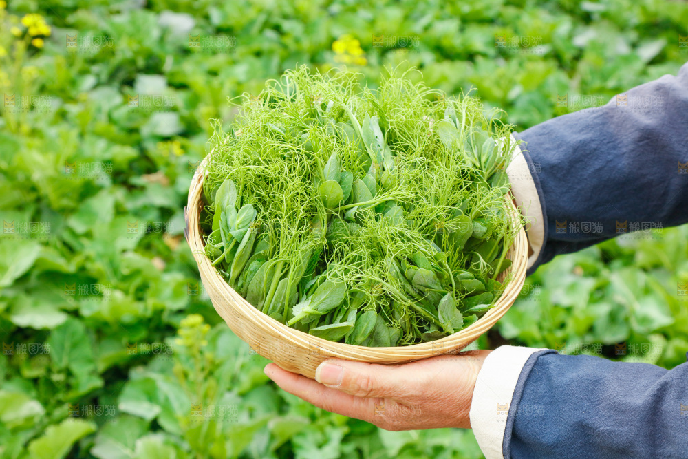 手里拿着豌豆苗