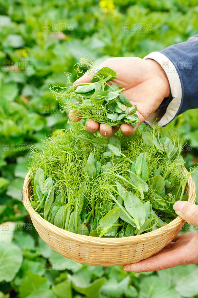 手里拿着豌豆苗