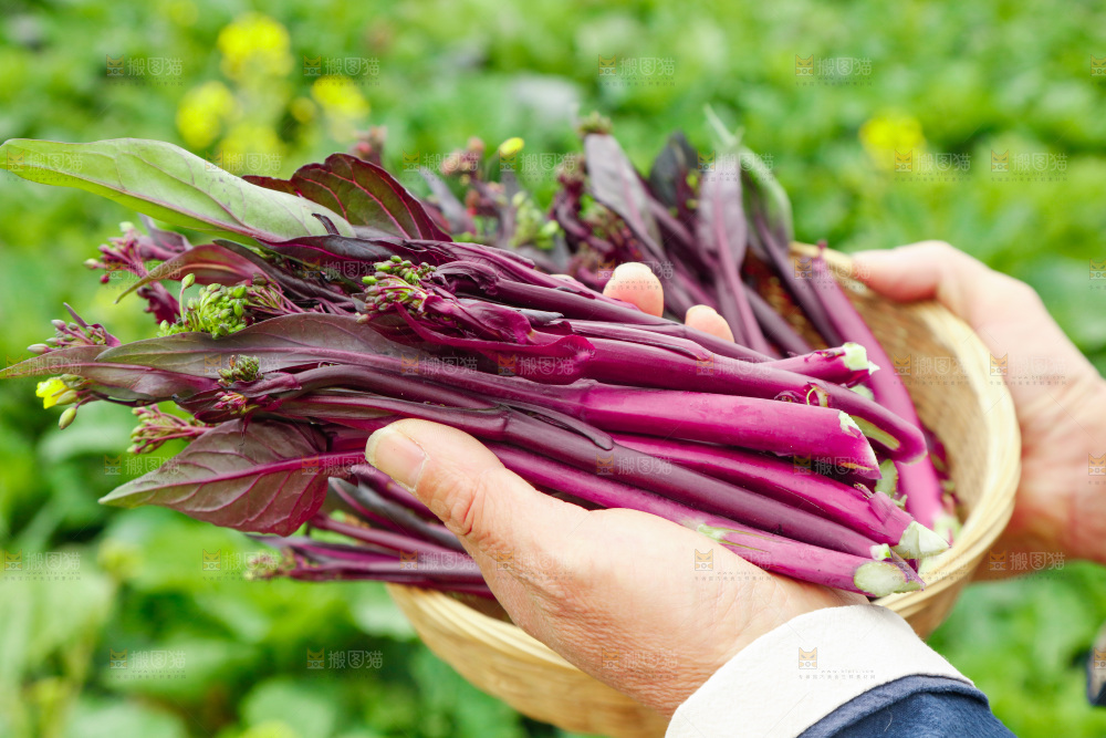 手里拿着紫菜苔