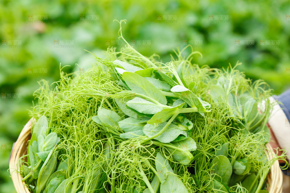 手里拿着豌豆苗