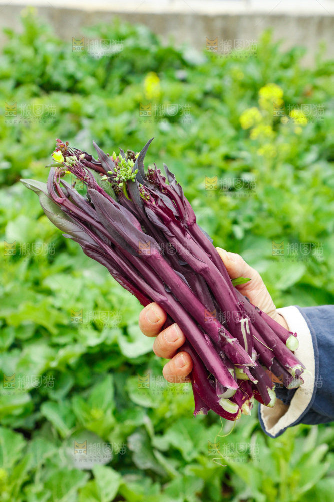 手里拿着紫菜苔