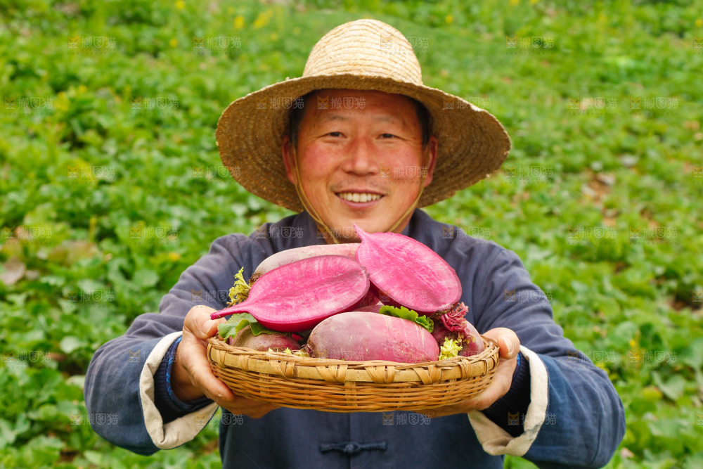 手里拿着紫美人萝卜