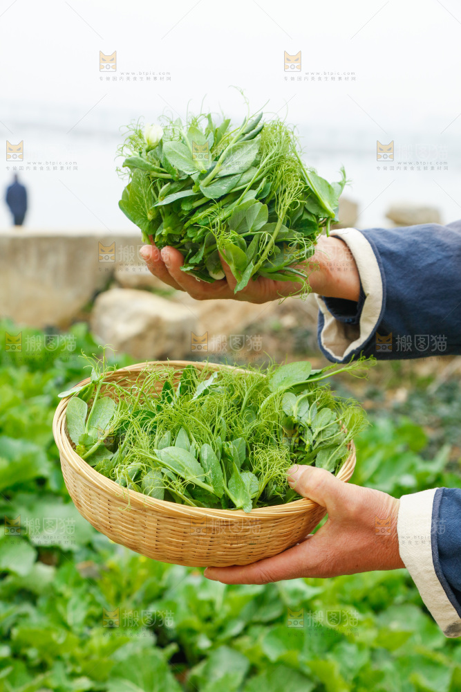 手里拿着豌豆苗