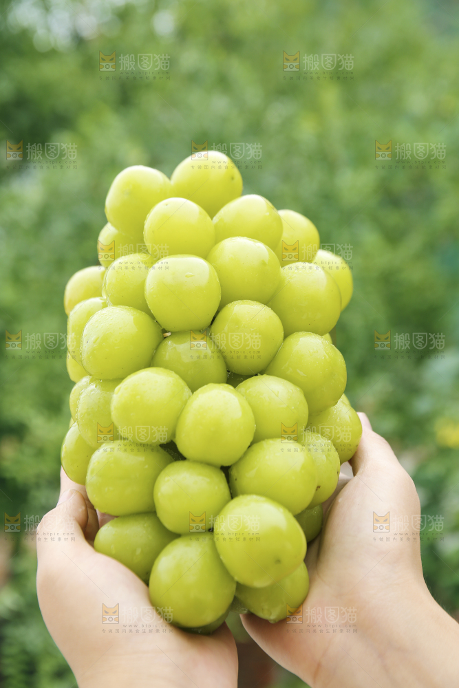 手里拿着阳光玫瑰
