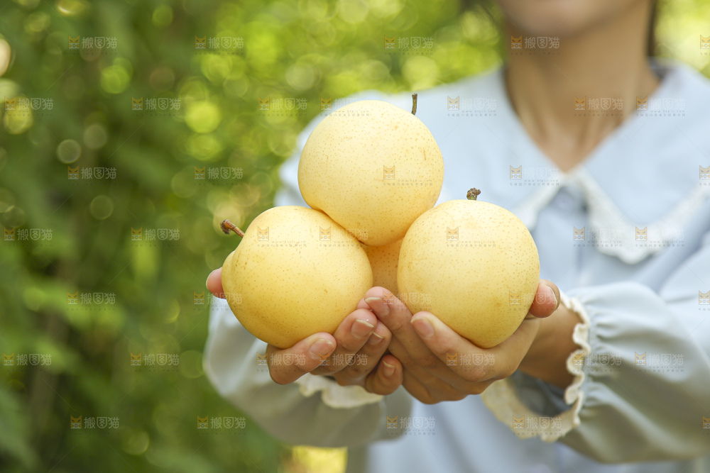 手里拿着新鲜皇冠梨