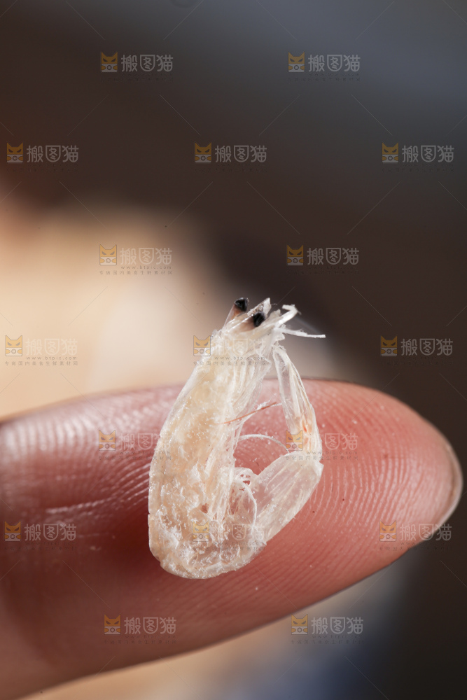 深底上的虾米皮