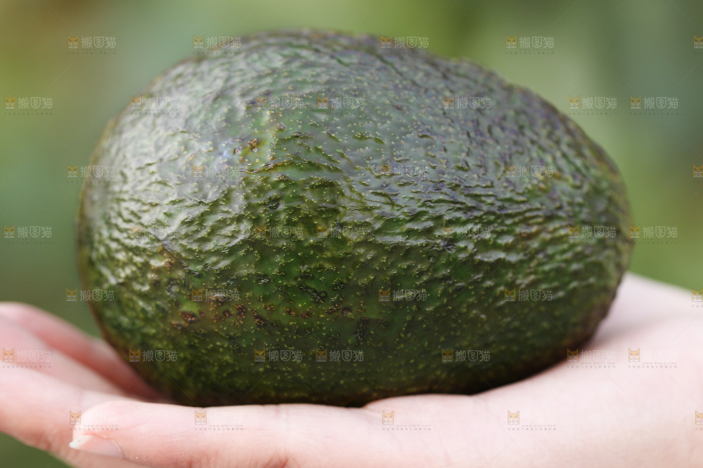 手里拿着秘鲁牛油果