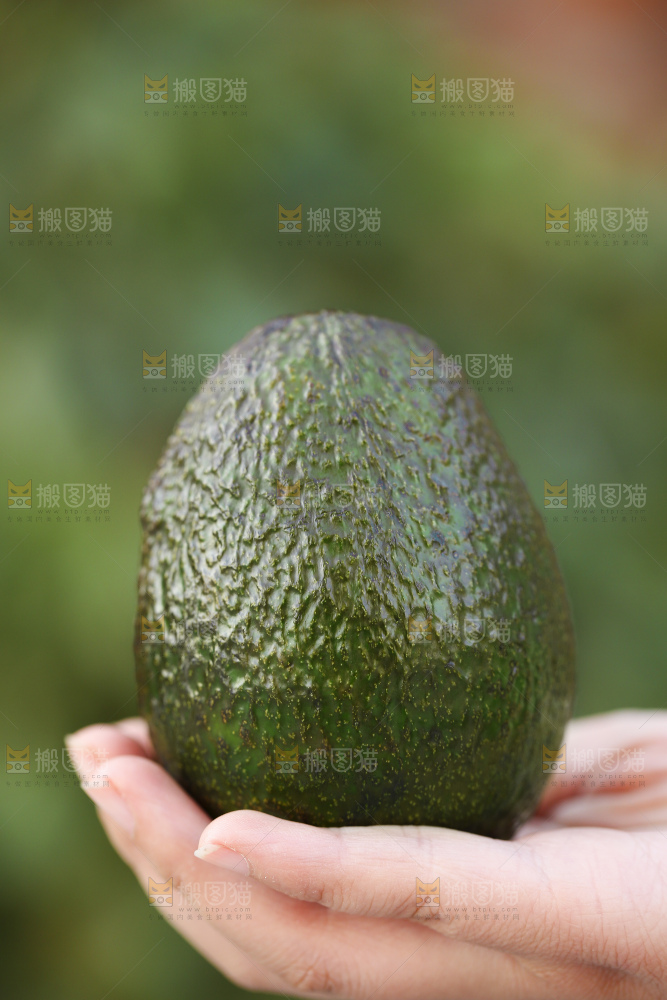 手里拿着秘鲁牛油果