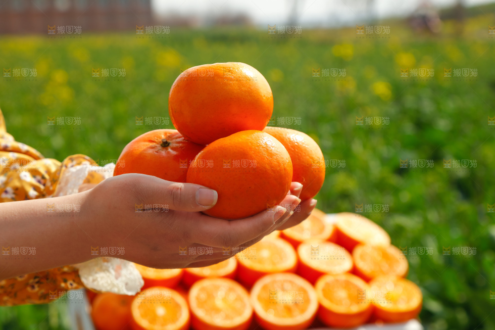 手里拿着沃柑
