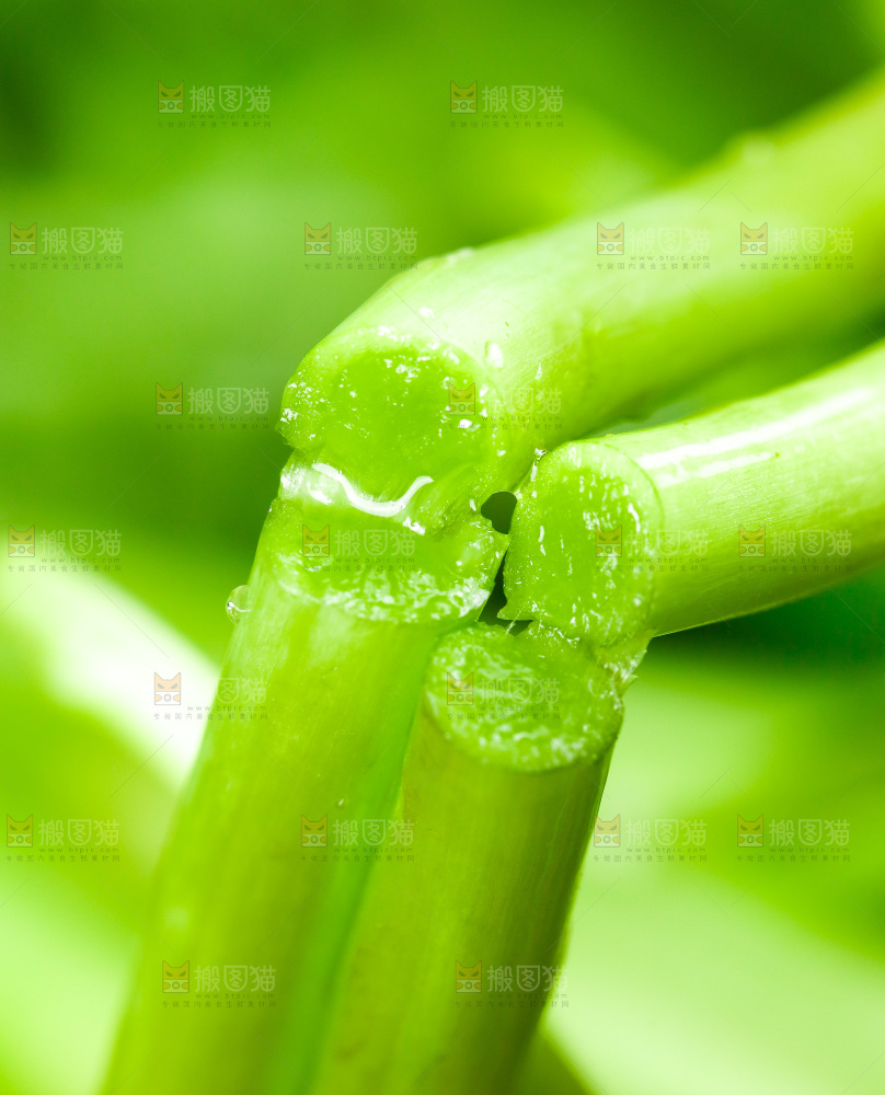 木底上的江西藜蒿