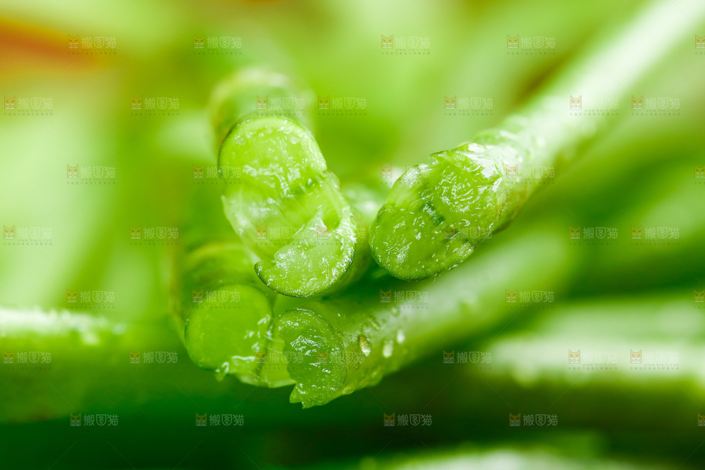 木底上的江西藜蒿