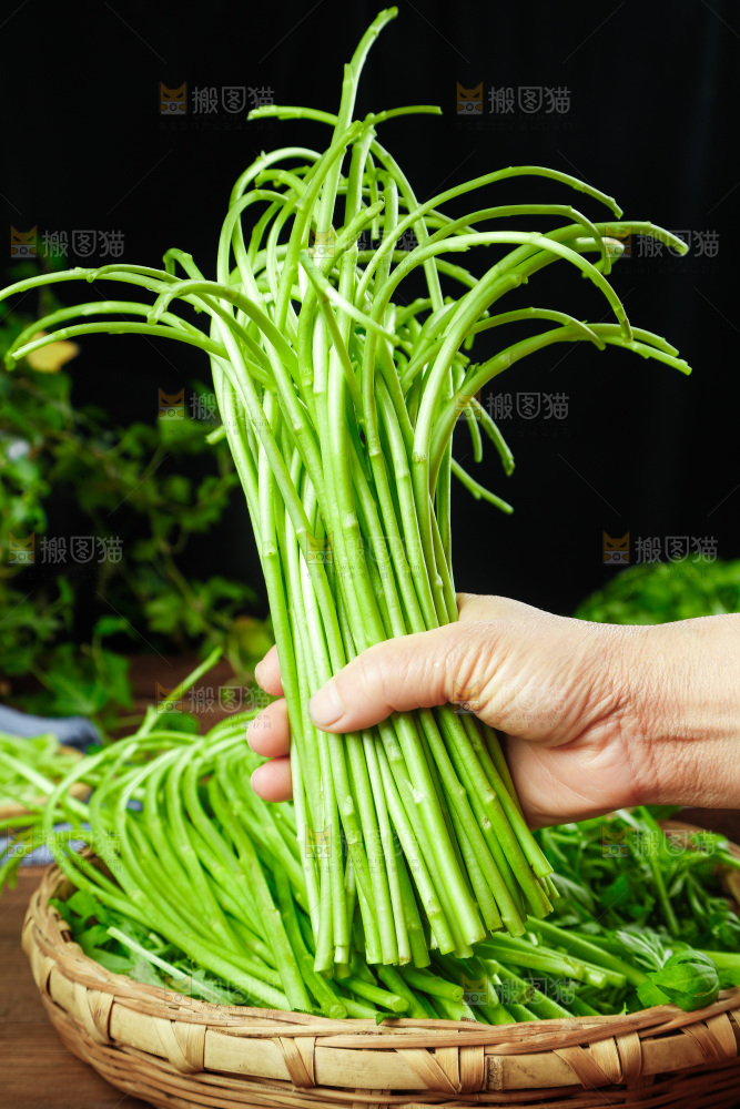木底上的江西藜蒿