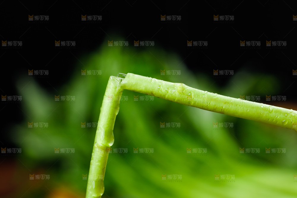 木底上的江西藜蒿