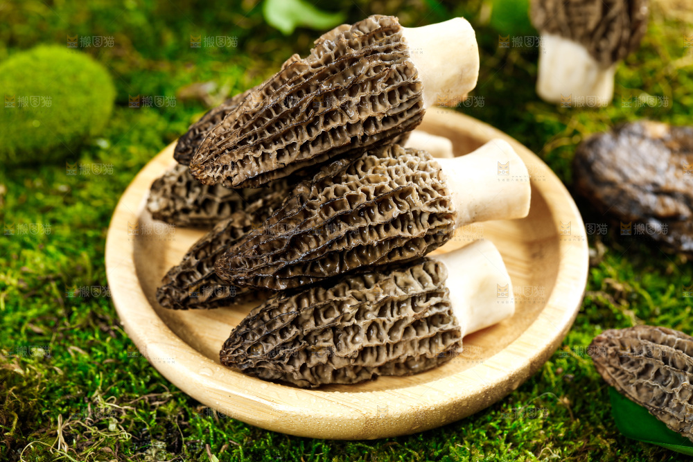 深底上的羊肚菌